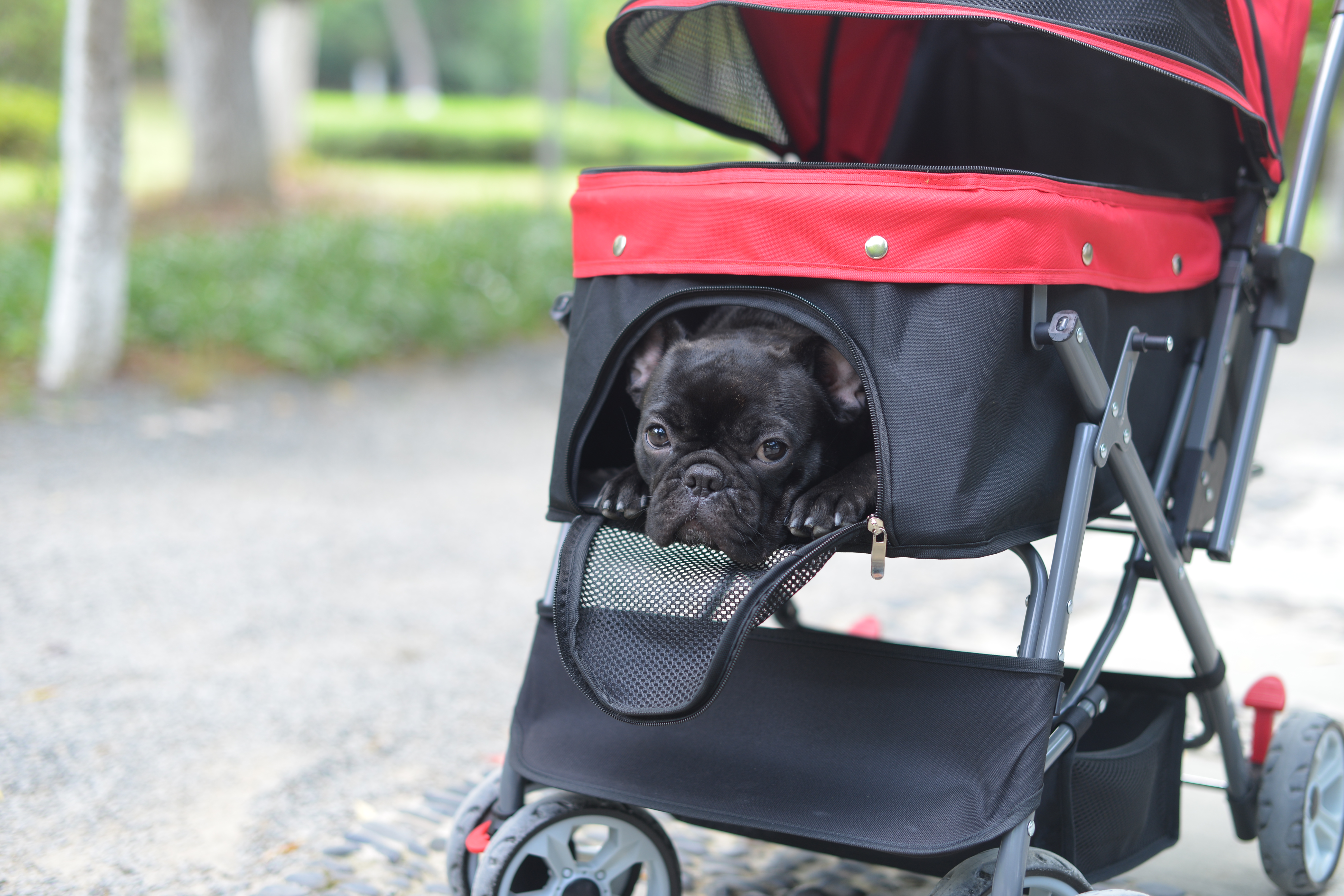 ペットカート 対面式 折りたたみ 多頭 中型犬 小型犬 猫 2way 軽量 組立簡単 工具不要 介護用 ドッグカート ペットバギー 犬 猫 動物 ペット用品 レッド PH191222AAJ